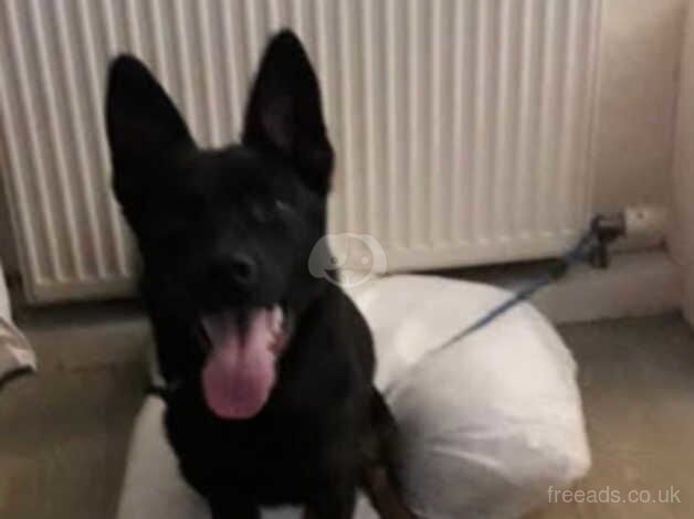 German shepherd Cross Rottweiler for sale in Ayr, South Ayrshire