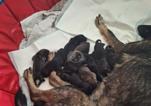 German shepherd cross utonagan puppies for sale in Sheerness, Kent