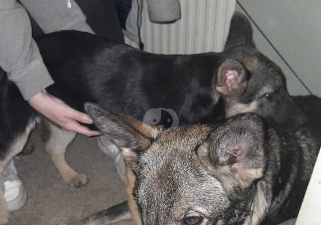 German shepherd cross utonogan puppies for sale in Sheerness, Kent