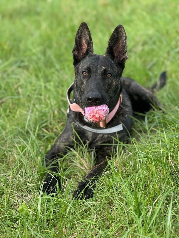 German Shepherd crossed with a Dutch Herder for sale in Salisbury, Wiltshire