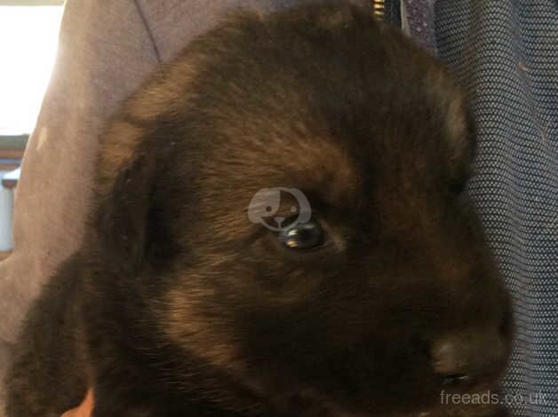 German Shepherd DDR Straight Backed Puppies for sale in Chelmsford, Essex