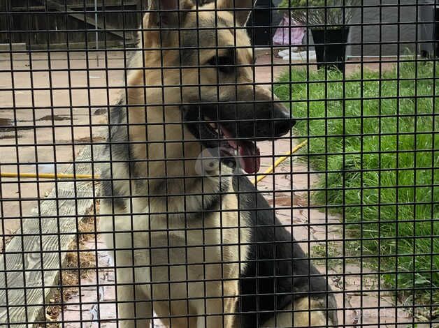 German shepherd dog for sale in Tipton, West Midlands