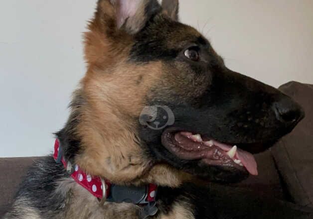 German shepherd female 3 years for sale in Leicester, Leicestershire