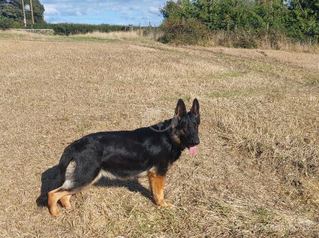 German shepherd female for sale in Coldstream, Scottish Borders - Image 1