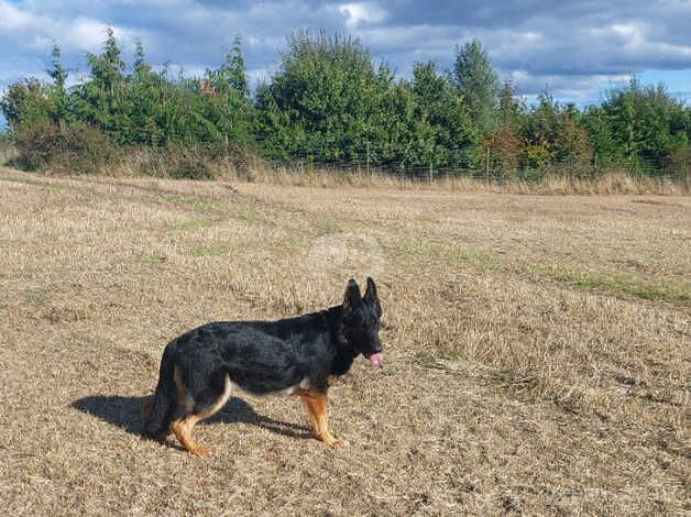 German shepherd female for sale in Coldstream, Scottish Borders - Image 3