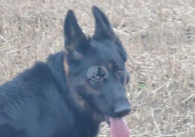 German shepherd female for sale in Coldstream, Scottish Borders