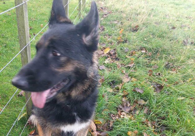 German shepherd female for sale in Coldstream, Scottish Borders - Image 2