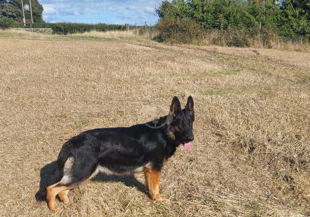 German shepherd female for sale in Coldstream, Scottish Borders - Image 4