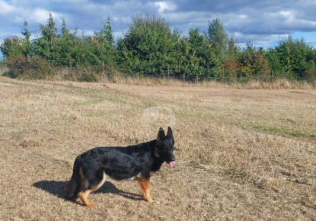 German shepherd female for sale in Coldstream, Scottish Borders - Image 5