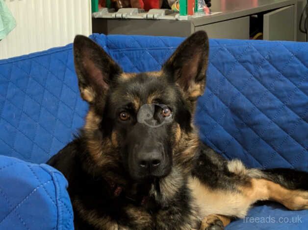 German shepherd female for sale in Driffield, East Riding of Yorkshire