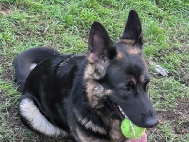 German Shepherd Puppies for sale in East Riding of Yorkshire