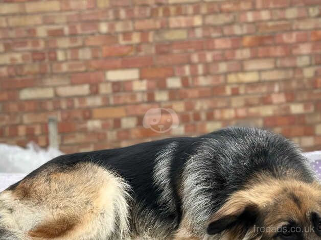 german shepherd female for sale in Leicester, Leicestershire