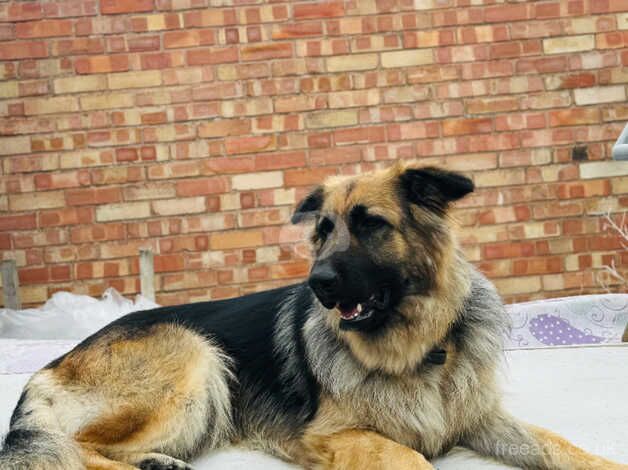 german shepherd female for sale in Leicester, Leicestershire - Image 3