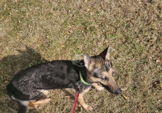 German Shepherd Puppies for sale