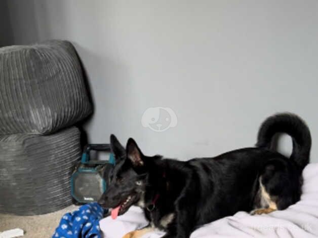 German shepherd female for sale in Walsall, West Midlands