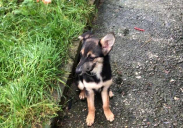 German shepherd female for sale in Wrexham/Wrecsam, Wrexham