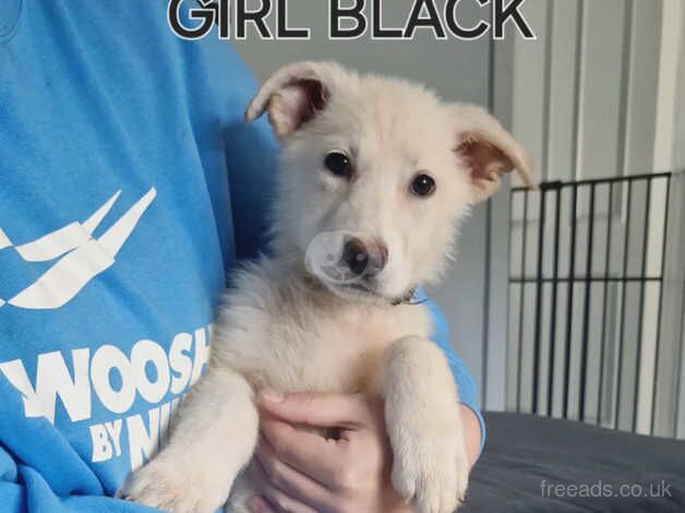 German shepherd female pup for sale in Oldham, Greater Manchester - Image 1