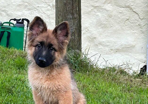 German shepherd female puppy available for sale in Camborne, Cornwall