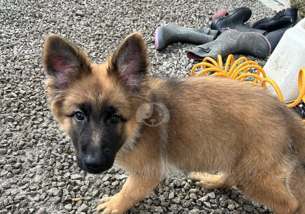 German shepherd female puppy available for sale in Camborne, Cornwall - Image 3