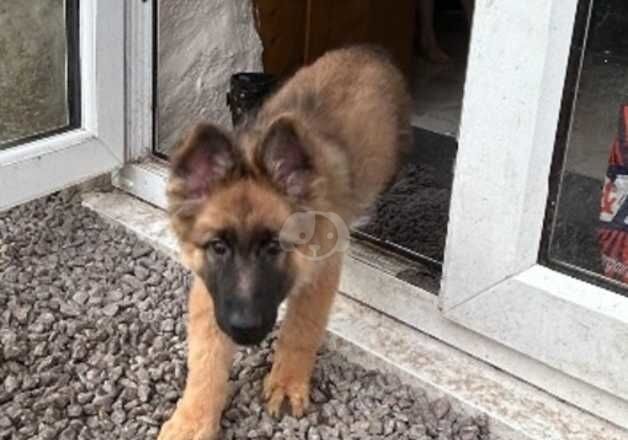 German shepherd female puppy available for sale in Camborne, Cornwall - Image 4