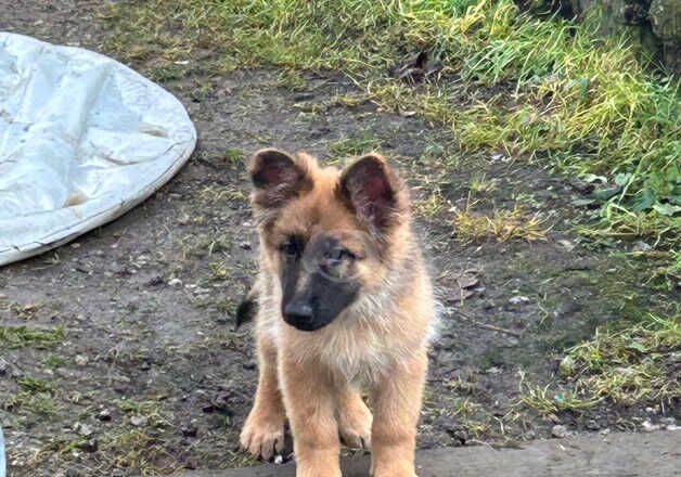 German shepherd female puppy available for sale in Camborne, Cornwall - Image 5