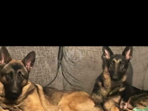 German Shepherd Puppies for sale