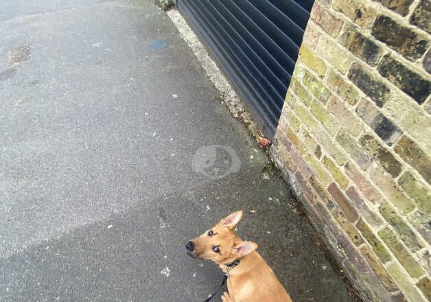 German shepherd for sale in Croydon, Croydon, Greater London - Image 3