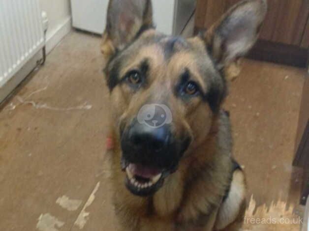 German shepherd for sale in Johnstone, Renfrewshire