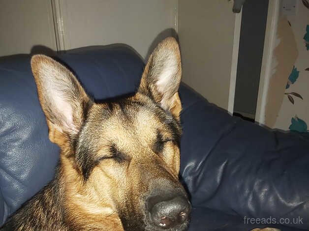 German shepherd for sale in Johnstone, Renfrewshire - Image 2