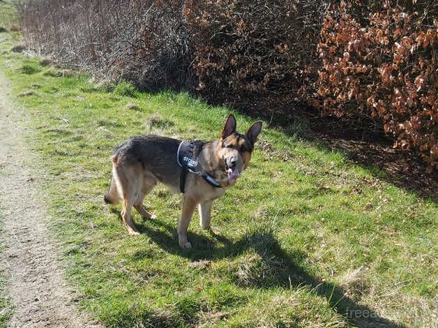 German shepherd for sale in Johnstone, Renfrewshire - Image 3