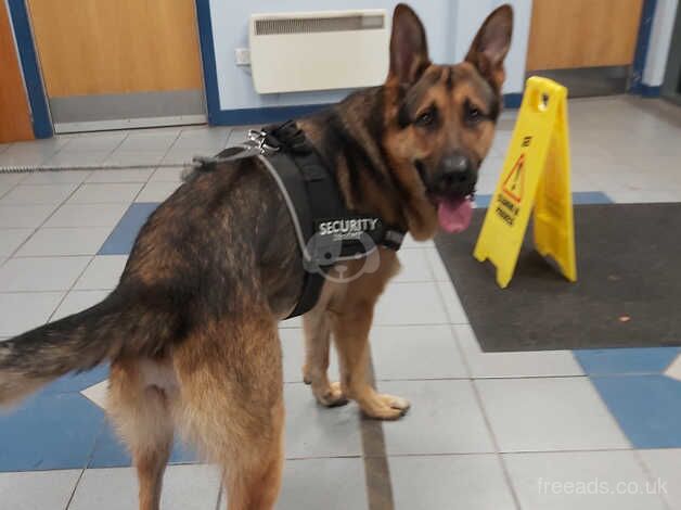 German shepherd for sale in Johnstone, Renfrewshire - Image 4