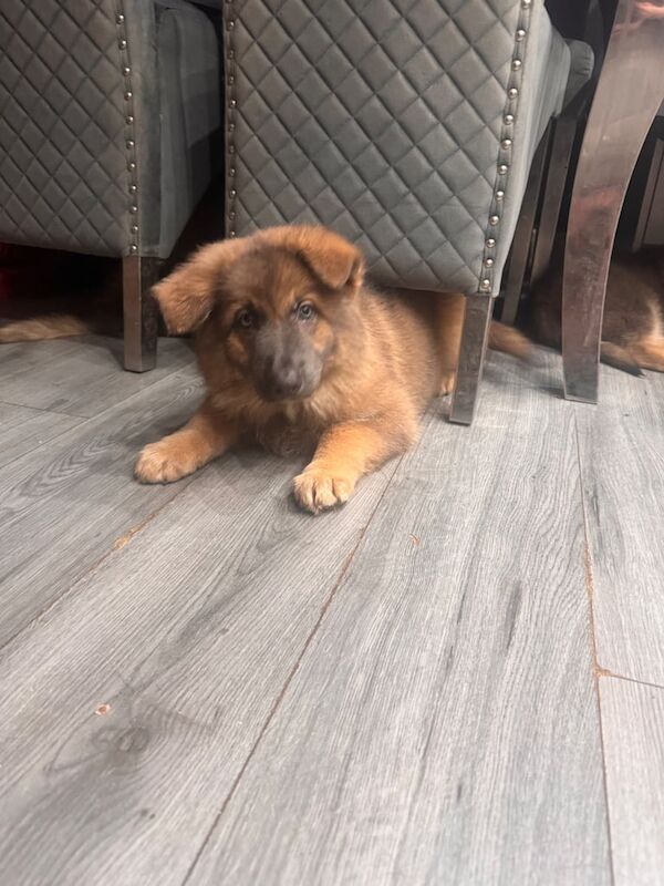 German shepherd , German shepherd x tm x husky for sale in South Side, City of Edinburgh