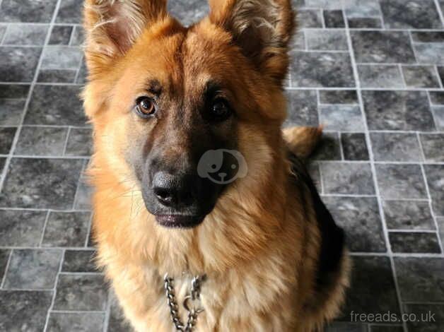 German Shepherd Girl 16 Months Old for sale in Wolverhampton, West Midlands