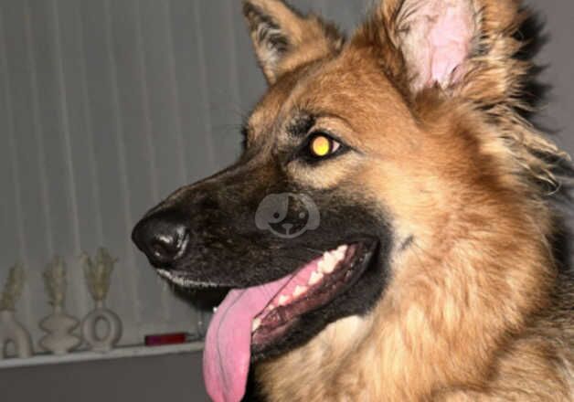 German Shepherd Girl 16 Months Old for sale in Wolverhampton, West Midlands