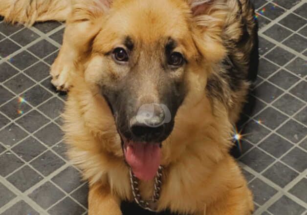 German Shepherd Girl 16 Months Old for sale in Wolverhampton, West Midlands - Image 3