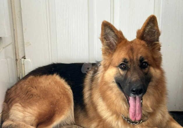 German Shepherd Girl 16 Months Old for sale in Wolverhampton, West Midlands - Image 5