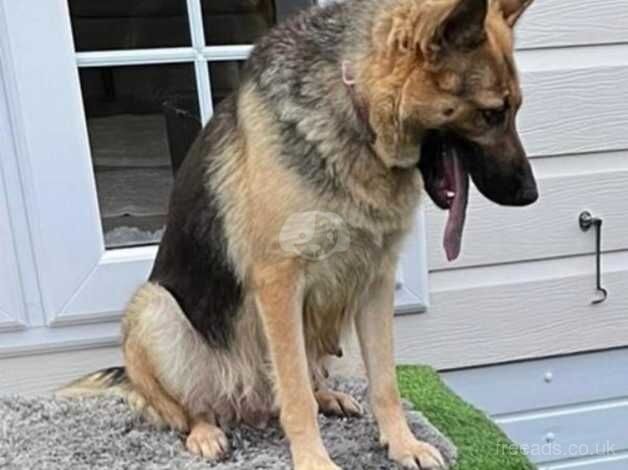 German Shepherd Girl called penny for sale in Leeds, West Yorkshire - Image 3