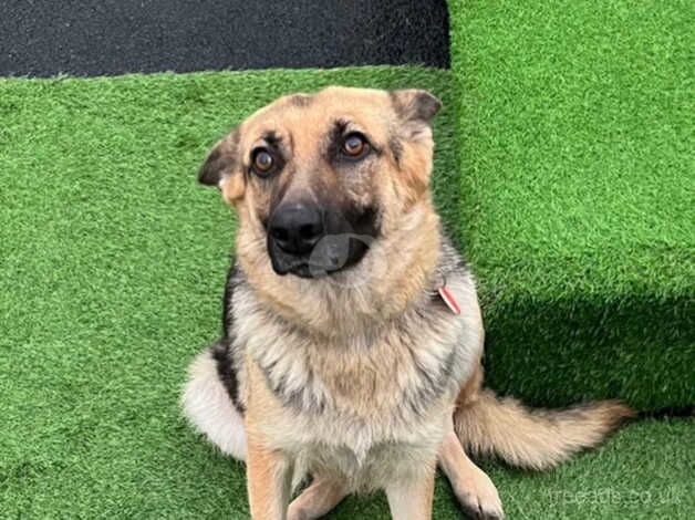 German Shepherd Girl called penny for sale in Leeds, West Yorkshire - Image 4