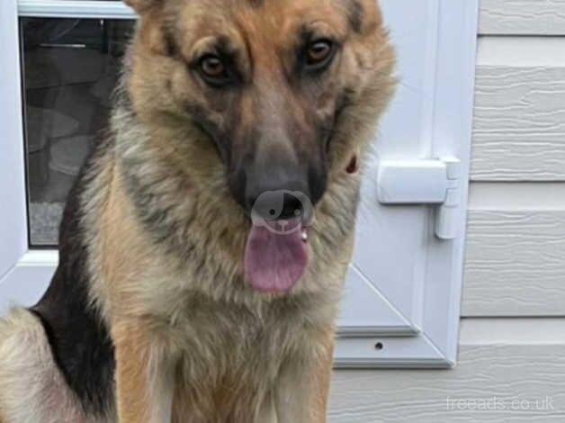 German Shepherd Girl called penny for sale in Leeds, West Yorkshire - Image 2