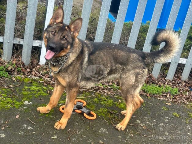 German shepherd girl for sale in Kidderminster, Worcestershire