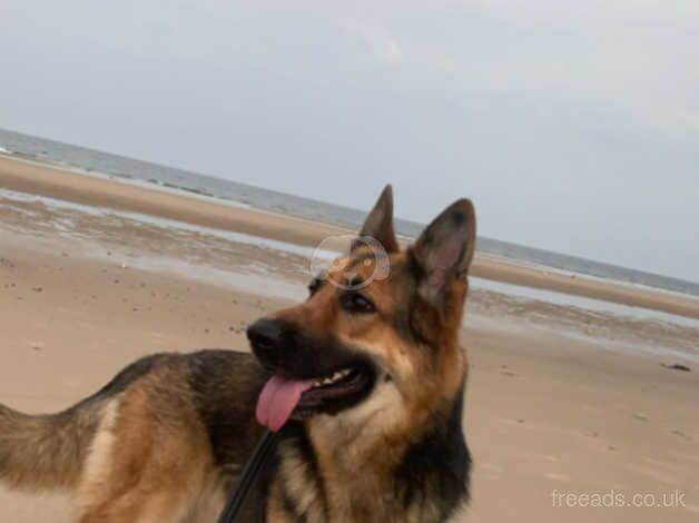 German shepherd girl for sale in Gateshead, Tyne and Wear