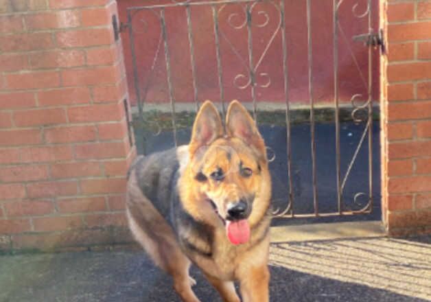 German shepherd girl for sale in Gateshead, Tyne and Wear