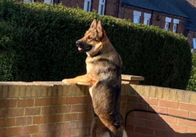 German shepherd girl for sale in Gateshead, Tyne and Wear - Image 2