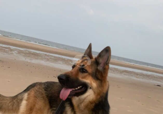 German Shepherd Puppies for sale in Tyne and Wear