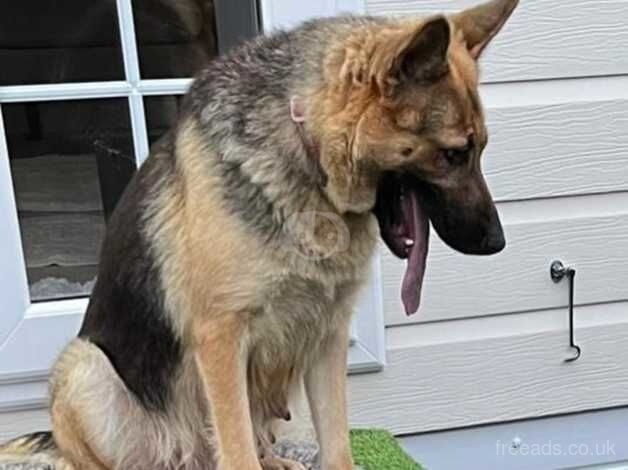 German Shepherd Girl penny for sale in Leeds, West Yorkshire - Image 1