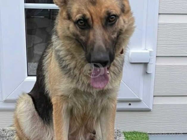 German Shepherd Girl penny for sale in Leeds, West Yorkshire - Image 5