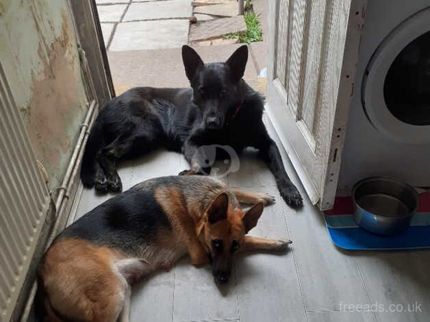 German shepherd girl puppies for sale in Nottingham, Nottinghamshire