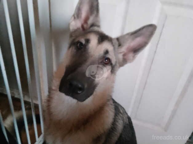 German shepherd girls for sale in Bradford, West Yorkshire