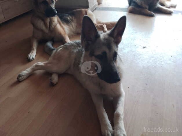 German shepherd girls for sale in Bradford, West Yorkshire - Image 3