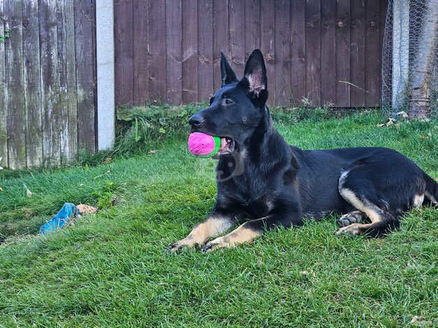 German shepherd for sale in Abergele, Conwy